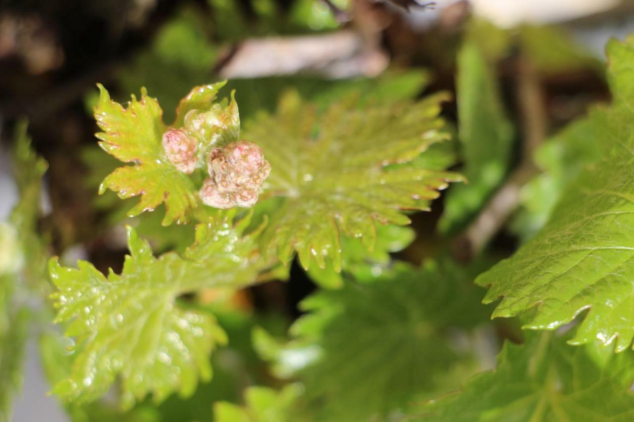 Flaemisches Weinhaus * Wintrich