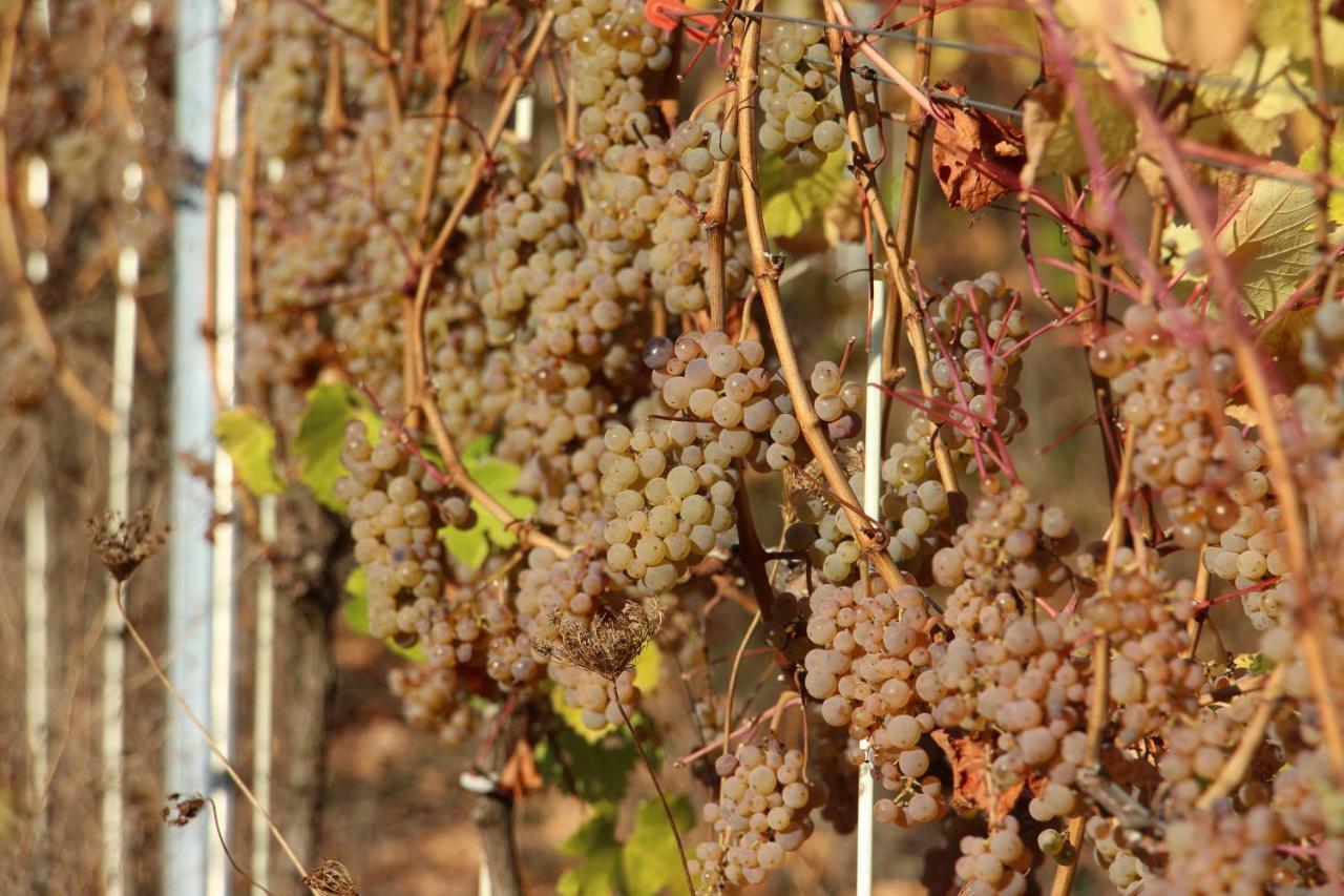 Flaemisches Weinhaus Wintrich